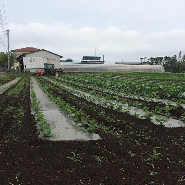 ミネラル豊富な産物